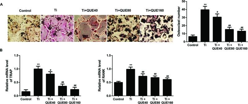 https://cdn.ncbi.nlm.nih.gov/pmc/blobs/777c/5634327/4c4c53c54d4f/bsr-37-bsr20170961-g3.jpg