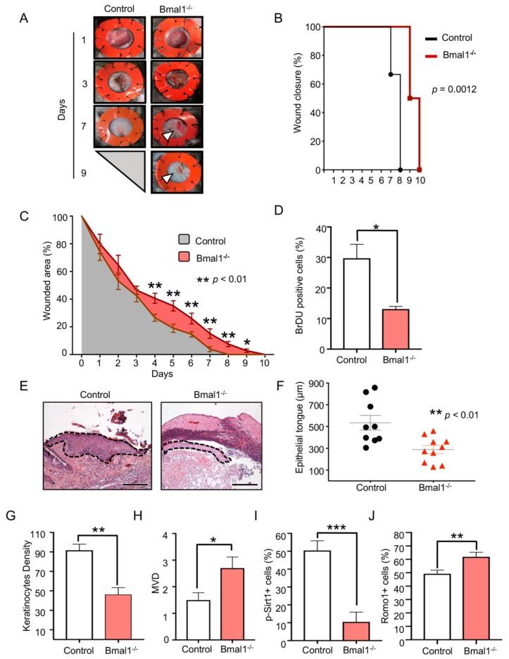 https://cdn.ncbi.nlm.nih.gov/pmc/blobs/7783/7038047/010057226abc/ijms-21-00901-g001.jpg