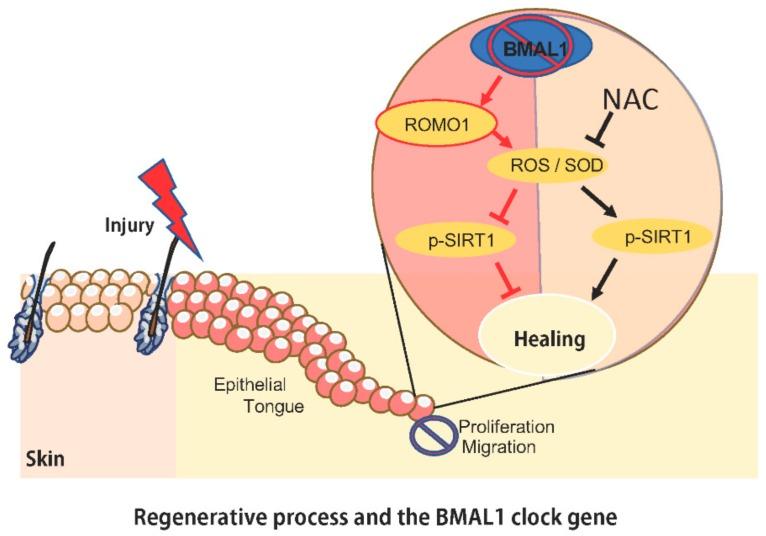 https://cdn.ncbi.nlm.nih.gov/pmc/blobs/7783/7038047/bffc9b5da2ea/ijms-21-00901-g005.jpg