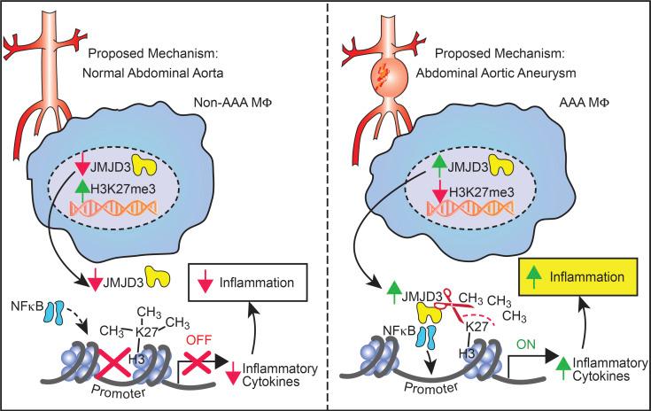 https://cdn.ncbi.nlm.nih.gov/pmc/blobs/7784/8008365/192c74c07a0a/JEM_20201839_Fig7.jpg