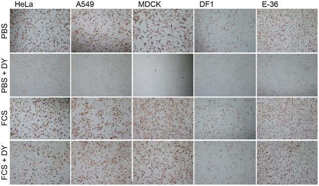 https://cdn.ncbi.nlm.nih.gov/pmc/blobs/778a/3068995/73ac30871bfd/ppat.1001329.g003.jpg