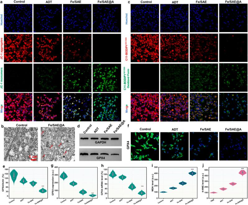 https://cdn.ncbi.nlm.nih.gov/pmc/blobs/778b/12363588/4fe8a680d4b4/gr6.jpg