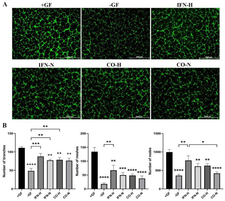 https://cdn.ncbi.nlm.nih.gov/pmc/blobs/778b/8946902/05db55a68c03/cells-11-00988-g005.jpg