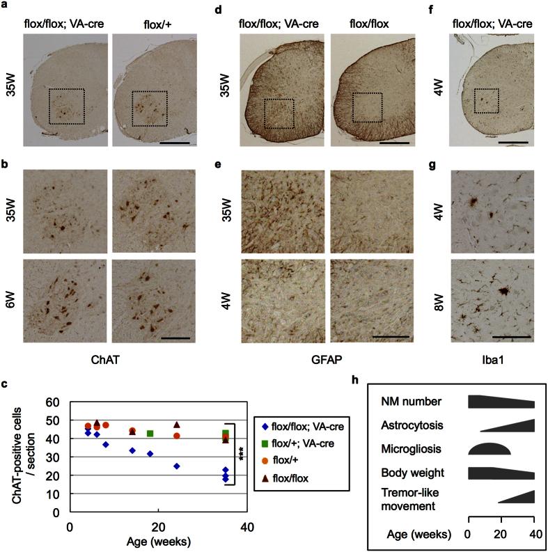 https://cdn.ncbi.nlm.nih.gov/pmc/blobs/778c/5043352/6c93f9f4c062/srep34575-f1.jpg