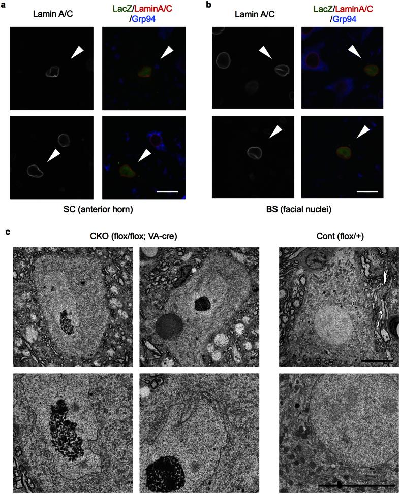 https://cdn.ncbi.nlm.nih.gov/pmc/blobs/778c/5043352/7e792d2fce54/srep34575-f3.jpg