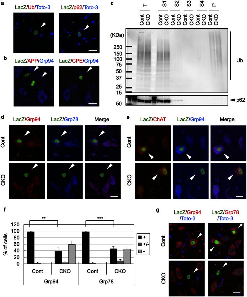 https://cdn.ncbi.nlm.nih.gov/pmc/blobs/778c/5043352/cc0069255824/srep34575-f2.jpg