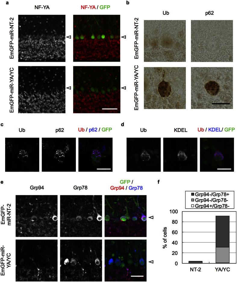 https://cdn.ncbi.nlm.nih.gov/pmc/blobs/778c/5043352/e6dfc47f7d5e/srep34575-f6.jpg