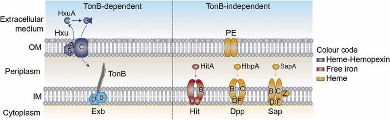 https://cdn.ncbi.nlm.nih.gov/pmc/blobs/778c/6550540/332c71614fd2/kvir-10-01-1596506-g001.jpg