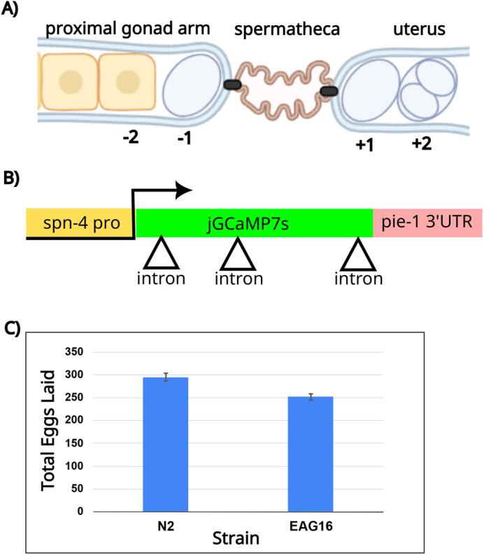 https://cdn.ncbi.nlm.nih.gov/pmc/blobs/778d/10655868/c5f3417fd90c/biolopen-12-059832-g1.jpg