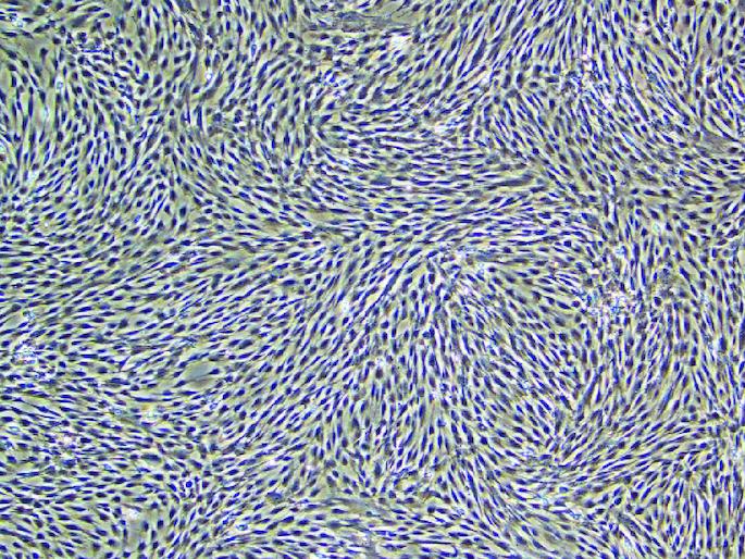 https://cdn.ncbi.nlm.nih.gov/pmc/blobs/778e/11137796/b89ed085d504/IFSO_A_2341547_F0001_C.jpg