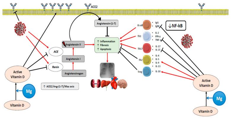 https://cdn.ncbi.nlm.nih.gov/pmc/blobs/778f/7827130/59bfff117335/nutrients-13-00180-g004.jpg