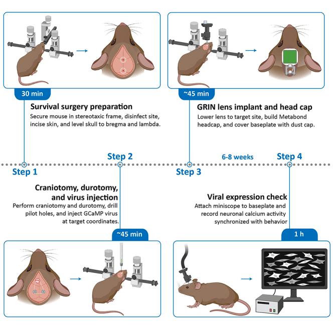 https://cdn.ncbi.nlm.nih.gov/pmc/blobs/7792/12305568/0f87531da4cf/fx1.jpg
