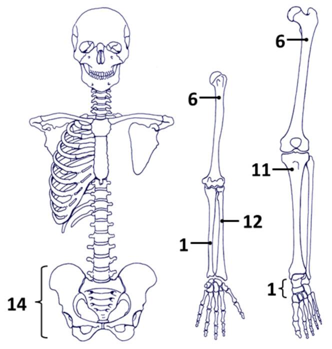 https://cdn.ncbi.nlm.nih.gov/pmc/blobs/7793/9220940/035ad74a4d55/cancers-14-02863-g002.jpg