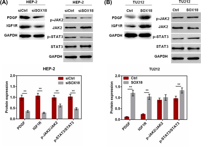 https://cdn.ncbi.nlm.nih.gov/pmc/blobs/7795/6609596/170305c6d517/bsr-39-bsr20182480-g5.jpg