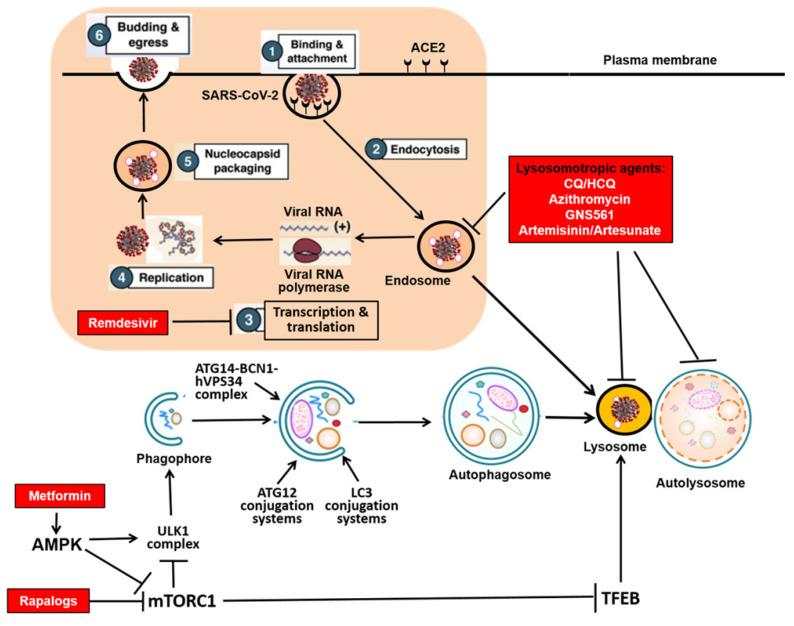 https://cdn.ncbi.nlm.nih.gov/pmc/blobs/7795/9305279/05d28279d07d/ijbsv18p4690g001.jpg
