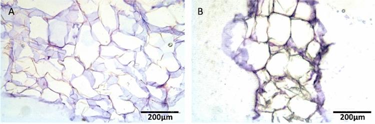 https://cdn.ncbi.nlm.nih.gov/pmc/blobs/7797/11233364/4257058fa083/266_2024_3870_Fig7_HTML.jpg