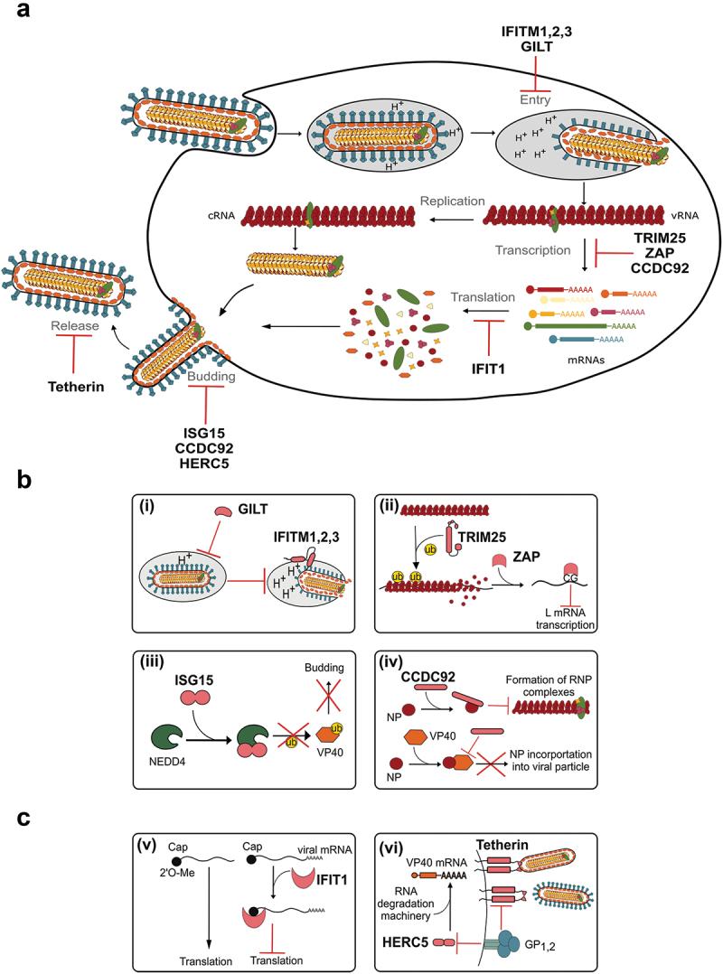 https://cdn.ncbi.nlm.nih.gov/pmc/blobs/779a/12153392/3ec3d239f9db/IFMB_A_2501924_F0004_OC.jpg