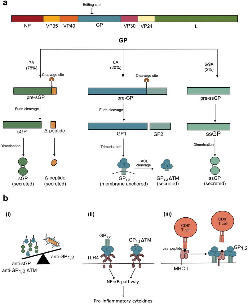 https://cdn.ncbi.nlm.nih.gov/pmc/blobs/779a/12153392/45c9582b6cfa/IFMB_A_2501924_F0005_OC.jpg
