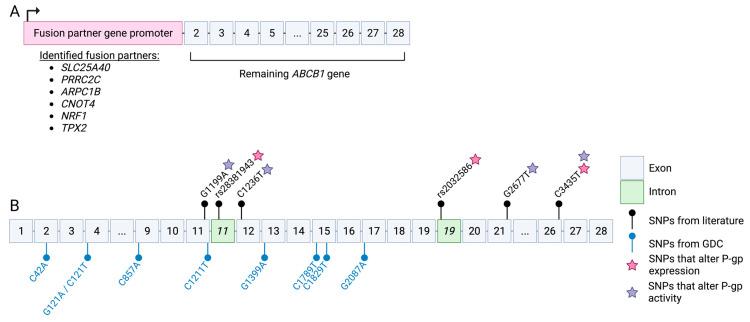 https://cdn.ncbi.nlm.nih.gov/pmc/blobs/779f/10487083/4b297a66f203/cancers-15-04236-g004.jpg