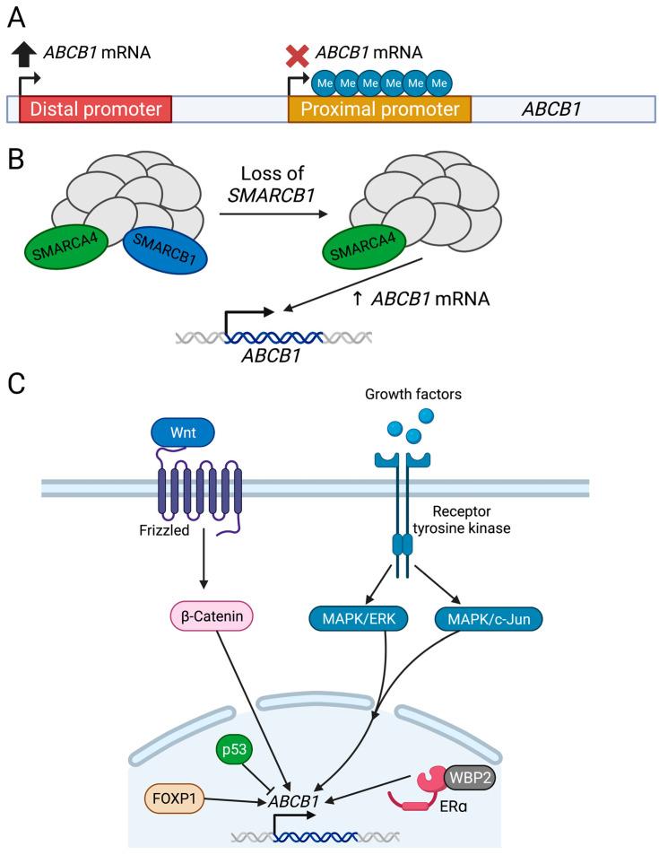 https://cdn.ncbi.nlm.nih.gov/pmc/blobs/779f/10487083/5caf87551969/cancers-15-04236-g005.jpg