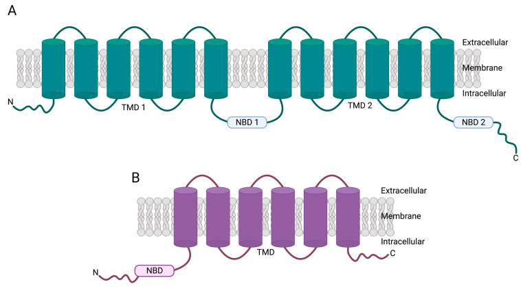 https://cdn.ncbi.nlm.nih.gov/pmc/blobs/779f/10487083/87b884b3cd59/cancers-15-04236-g001.jpg