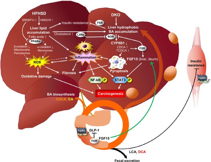 https://cdn.ncbi.nlm.nih.gov/pmc/blobs/77a3/11637755/2475ce61eb1e/hc9-9-e0606-g009.jpg