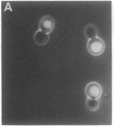 https://cdn.ncbi.nlm.nih.gov/pmc/blobs/77a4/53413/11036881976a/pnas01028-0230-c.jpg