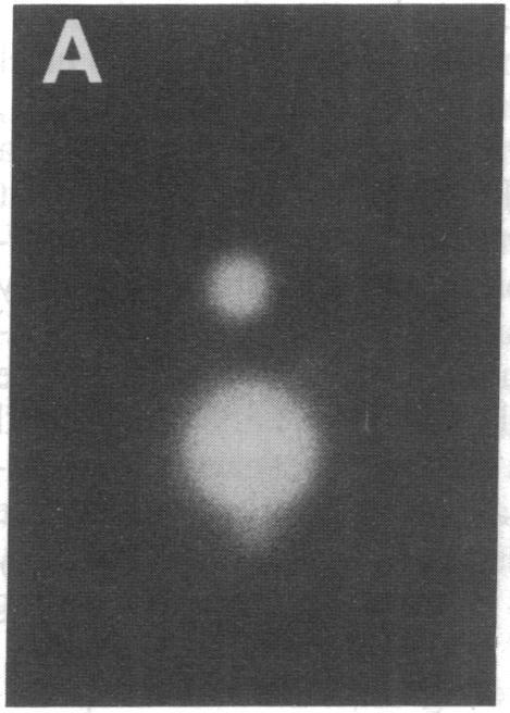 https://cdn.ncbi.nlm.nih.gov/pmc/blobs/77a4/53413/55ad13033391/pnas01028-0231-a.jpg