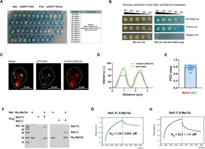https://cdn.ncbi.nlm.nih.gov/pmc/blobs/77a5/11021425/4b18d349c5b4/44318_2024_76_Fig4_HTML.jpg