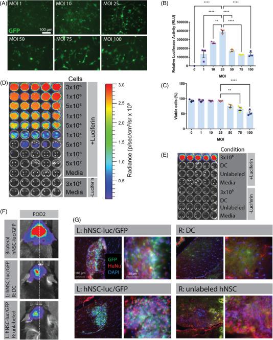 https://cdn.ncbi.nlm.nih.gov/pmc/blobs/77a5/9471059/2b9acc0a0c59/CTM2-12-e1046-g001.jpg