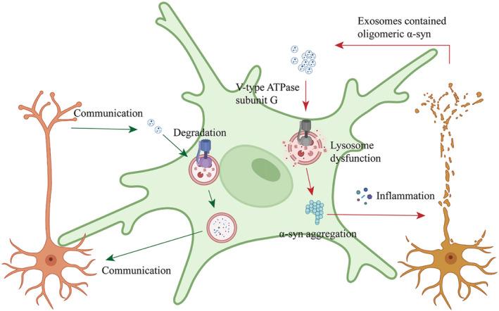 https://cdn.ncbi.nlm.nih.gov/pmc/blobs/77a7/11069054/0b0bf6c0d5ee/CNS-30-e14738-g005.jpg