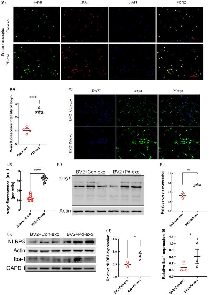 https://cdn.ncbi.nlm.nih.gov/pmc/blobs/77a7/11069054/10154622da94/CNS-30-e14738-g009.jpg