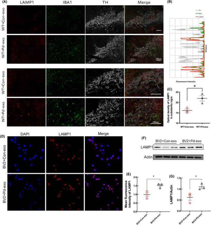 https://cdn.ncbi.nlm.nih.gov/pmc/blobs/77a7/11069054/3101ec6391b8/CNS-30-e14738-g010.jpg