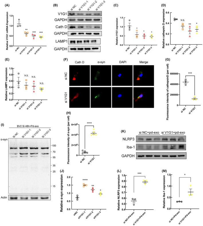 https://cdn.ncbi.nlm.nih.gov/pmc/blobs/77a7/11069054/463e2bc80cda/CNS-30-e14738-g008.jpg