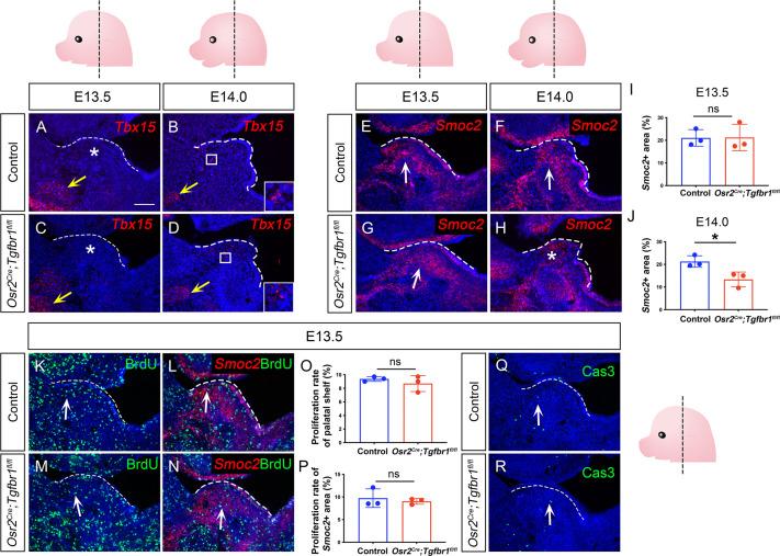 https://cdn.ncbi.nlm.nih.gov/pmc/blobs/77a7/9771365/2bdf3d1b5bec/elife-80405-fig4-figsupp2.jpg