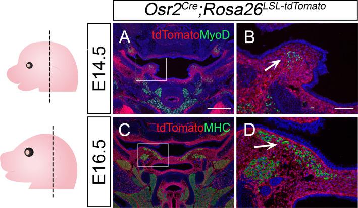 https://cdn.ncbi.nlm.nih.gov/pmc/blobs/77a7/9771365/2e48df7a4710/elife-80405-fig3-figsupp1.jpg