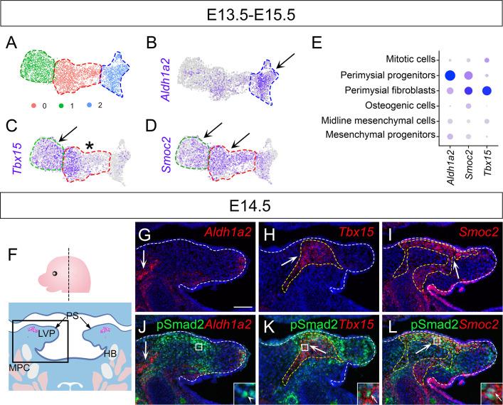 https://cdn.ncbi.nlm.nih.gov/pmc/blobs/77a7/9771365/5c2814bb594f/elife-80405-fig2-figsupp1.jpg