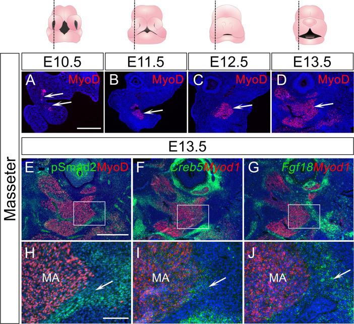 https://cdn.ncbi.nlm.nih.gov/pmc/blobs/77a7/9771365/d2edcba25b66/elife-80405-fig6-figsupp3.jpg