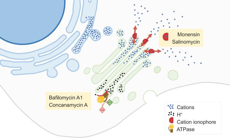 https://cdn.ncbi.nlm.nih.gov/pmc/blobs/77ae/10813373/af5b7479411c/biology-13-00001-g002.jpg