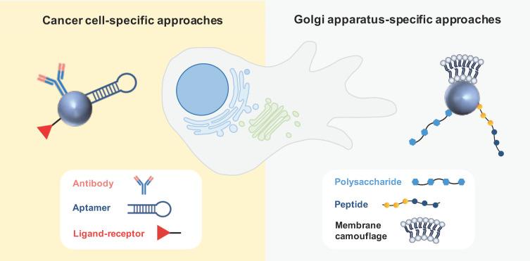https://cdn.ncbi.nlm.nih.gov/pmc/blobs/77ae/10813373/d4f56dcc55ae/biology-13-00001-g005.jpg