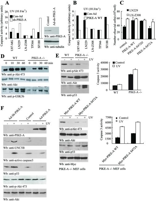 https://cdn.ncbi.nlm.nih.gov/pmc/blobs/77af/3103409/6a7bd4bf1ffd/1943fig5.jpg