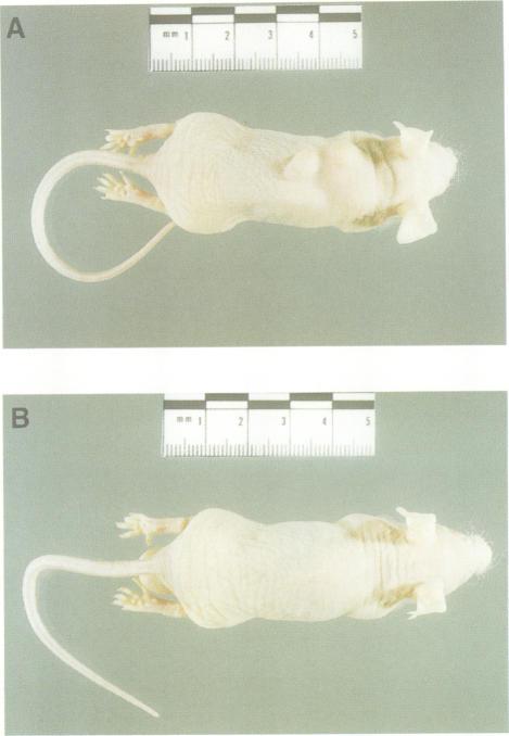 https://cdn.ncbi.nlm.nih.gov/pmc/blobs/77af/452223/643a15422175/emboj00018-0078-b.jpg