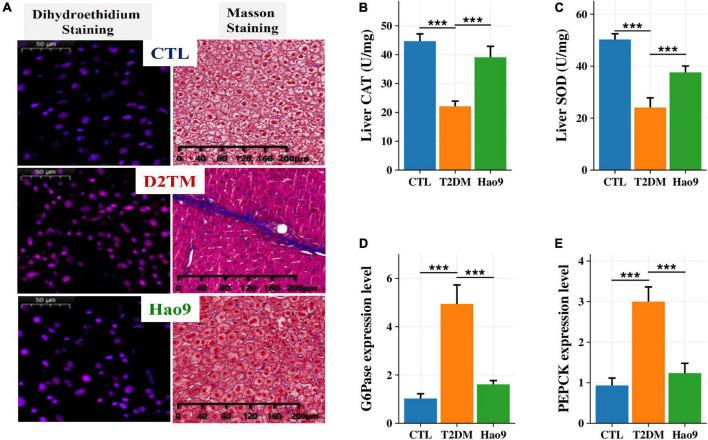 https://cdn.ncbi.nlm.nih.gov/pmc/blobs/77af/9849894/ea52f9884ed3/fnut-09-1081778-g002.jpg