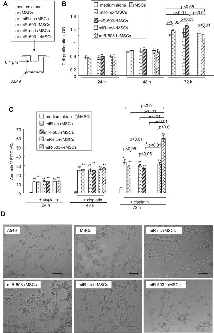 https://cdn.ncbi.nlm.nih.gov/pmc/blobs/77b1/7797339/48433b6a8d5e/OTT-14-67-g0004.jpg