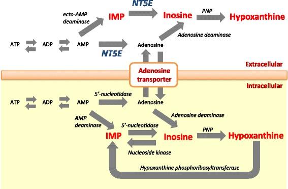 https://cdn.ncbi.nlm.nih.gov/pmc/blobs/77b2/5683534/79532626e58d/12864_2017_4275_Fig1_HTML.jpg
