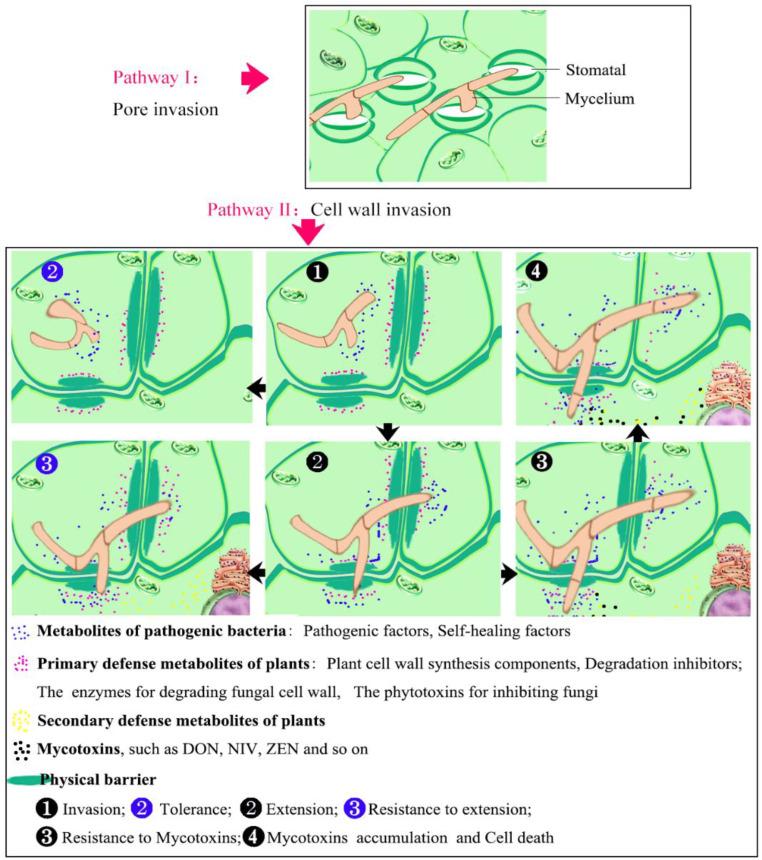 https://cdn.ncbi.nlm.nih.gov/pmc/blobs/77b4/9332245/297a0f6ce9d4/cells-11-02275-g001.jpg