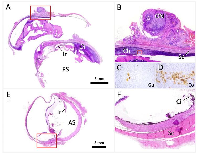 https://cdn.ncbi.nlm.nih.gov/pmc/blobs/77b7/9506130/0f4a3f45e820/viruses-14-02040-g007.jpg