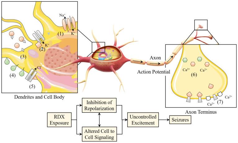 https://cdn.ncbi.nlm.nih.gov/pmc/blobs/77bd/12348795/5aecfdbf5c0c/molecules-30-03234-g005.jpg