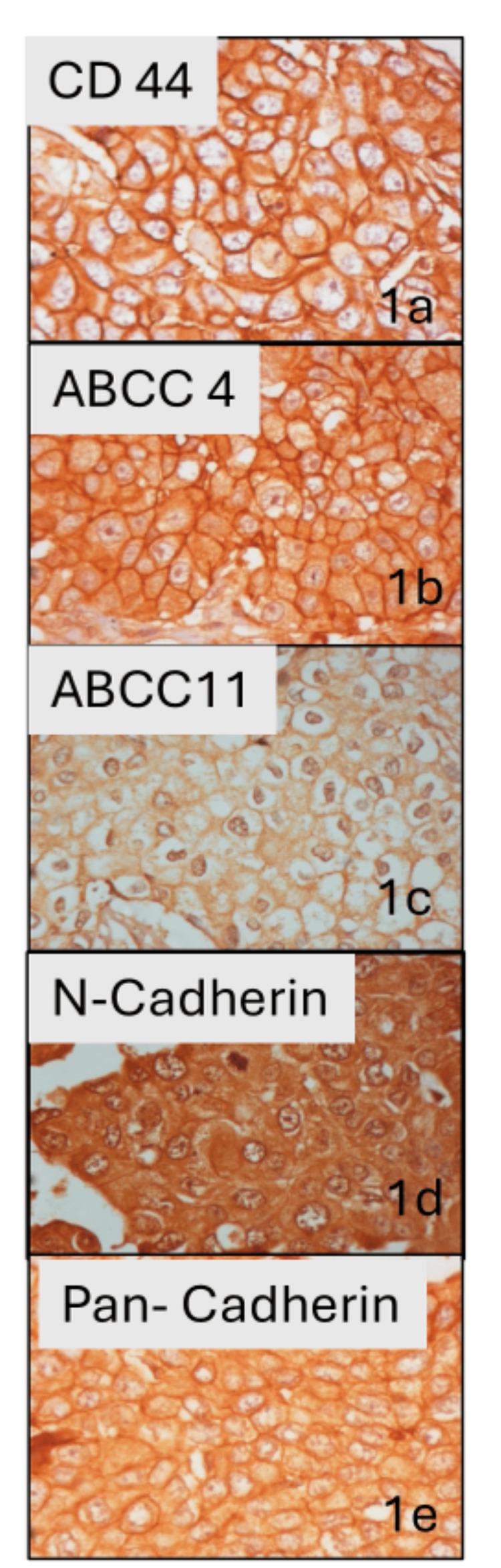https://cdn.ncbi.nlm.nih.gov/pmc/blobs/77be/11499627/7e6ed1a490fe/cureus-0016-00000070054-i01.jpg