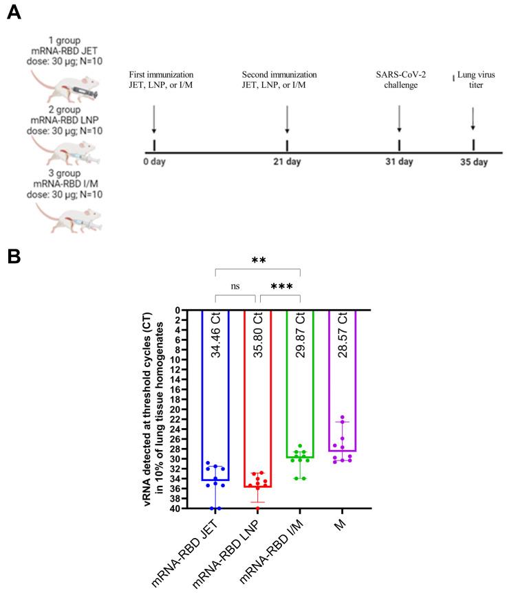 https://cdn.ncbi.nlm.nih.gov/pmc/blobs/77be/11769039/707f58e42e10/vaccines-13-00065-g005.jpg